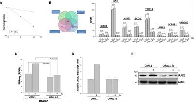 IRAK2, an IL1R/TLR Immune Mediator, Enhances Radiosensitivity via Modulating Caspase 8/3-Mediated Apoptosis in Oral Squamous Cell Carcinoma